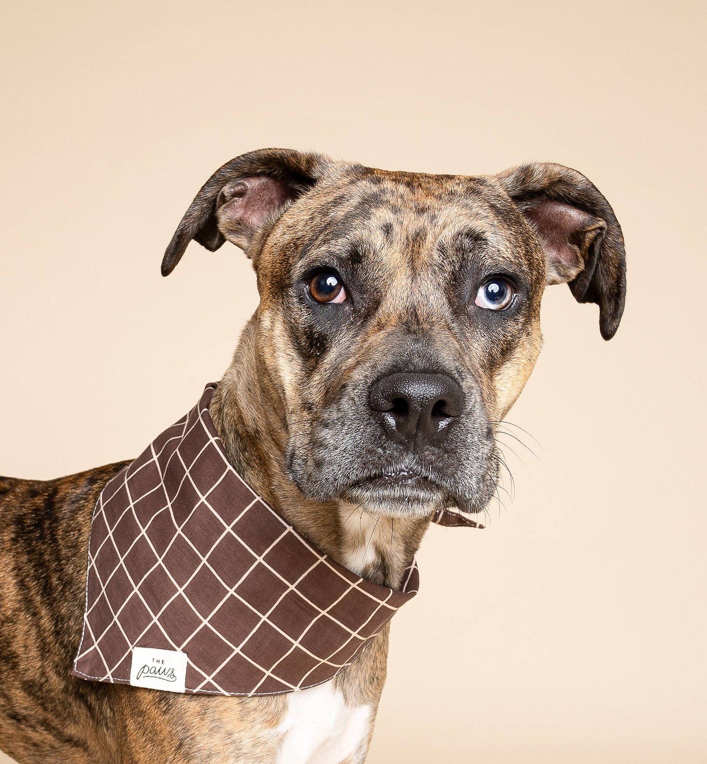 Bandana pour chien - Stratford - Carreaux Marron - The Paws