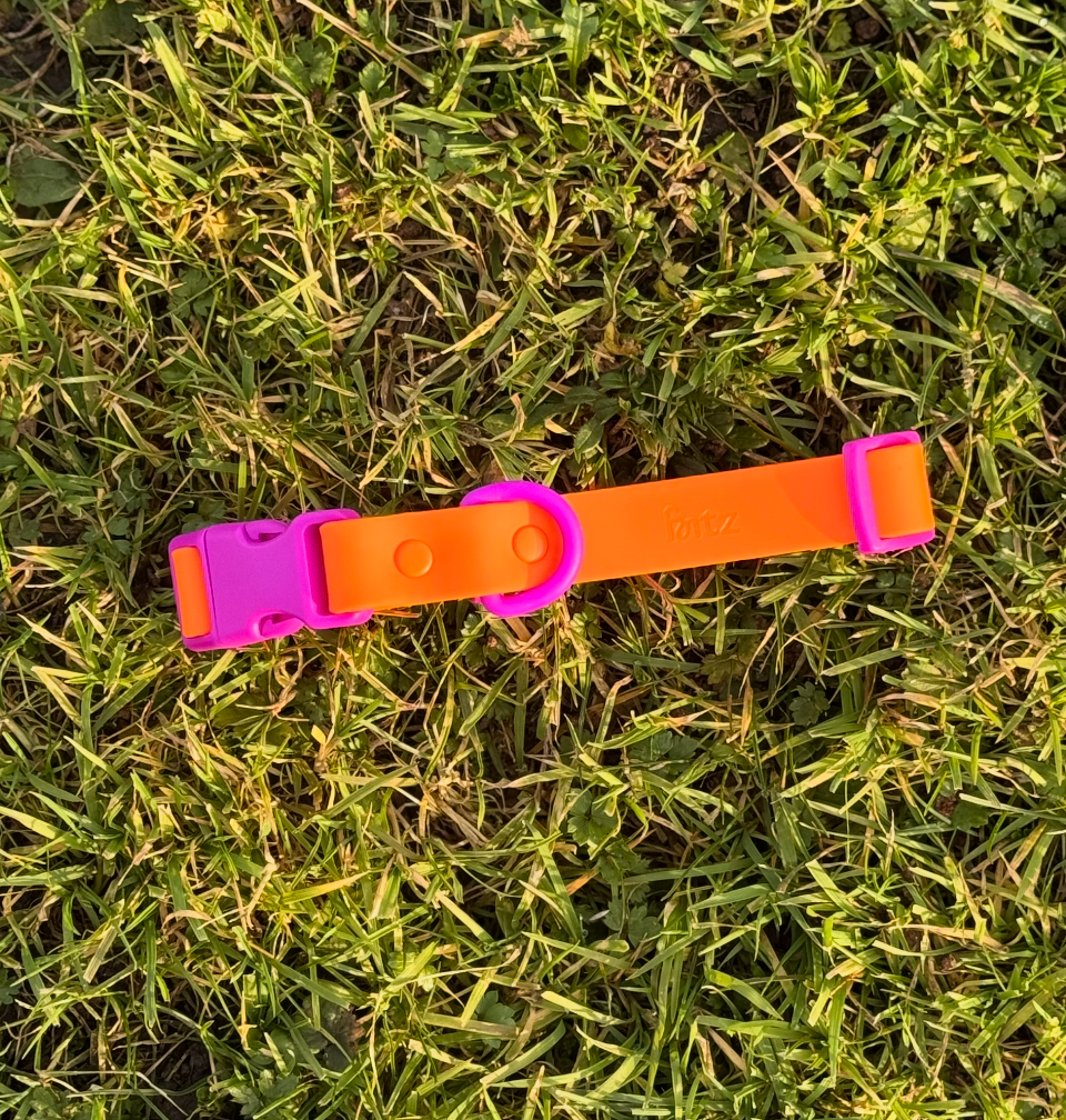 Le Collier pour Chien - Violet & Orange - Approved by Fritz
