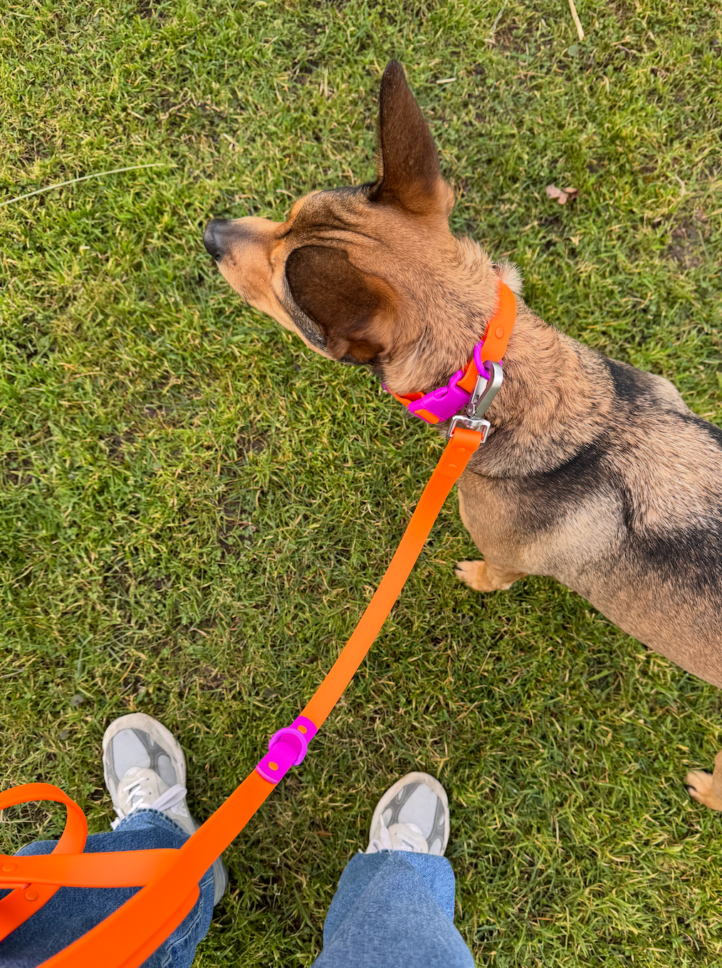 Le Collier pour Chien - Violet & Orange - Approved by Fritz