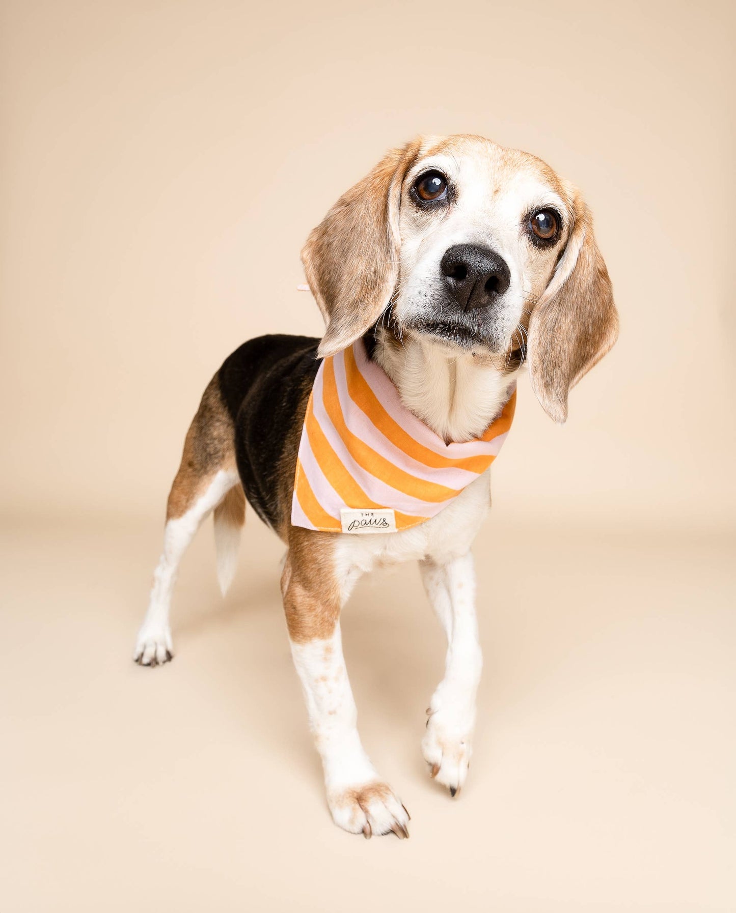 Bandana pour chien - Rayé rose et orange - The Paws
