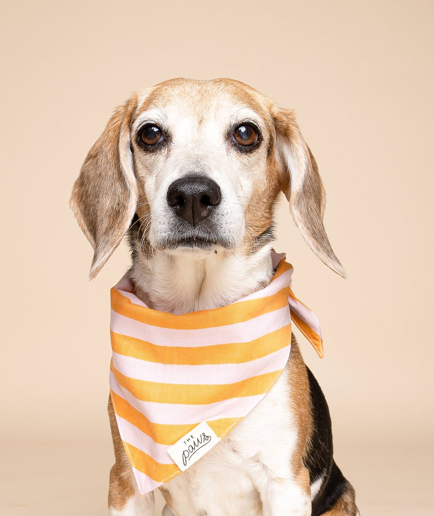 Bandana pour chien - Rayé rose et orange - The Paws