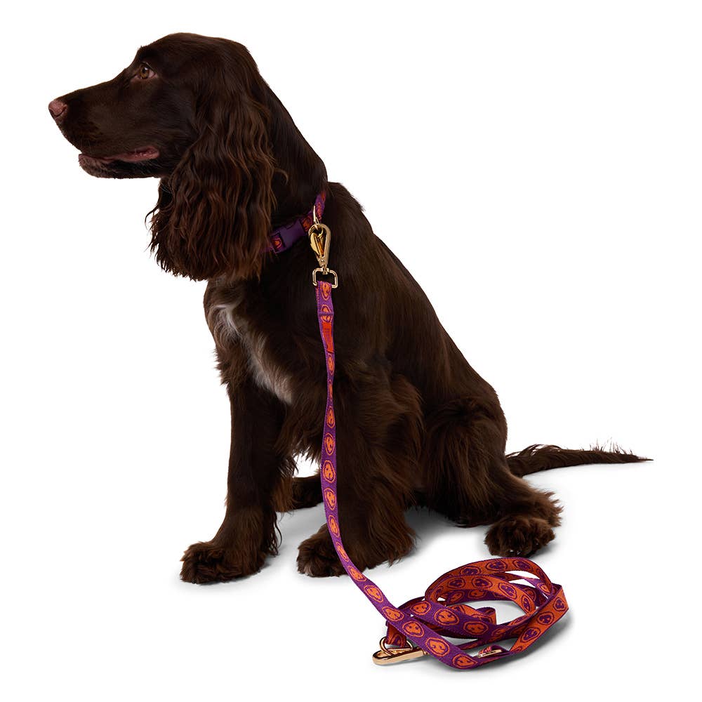 Collier pour chien orange & violet - Furmey