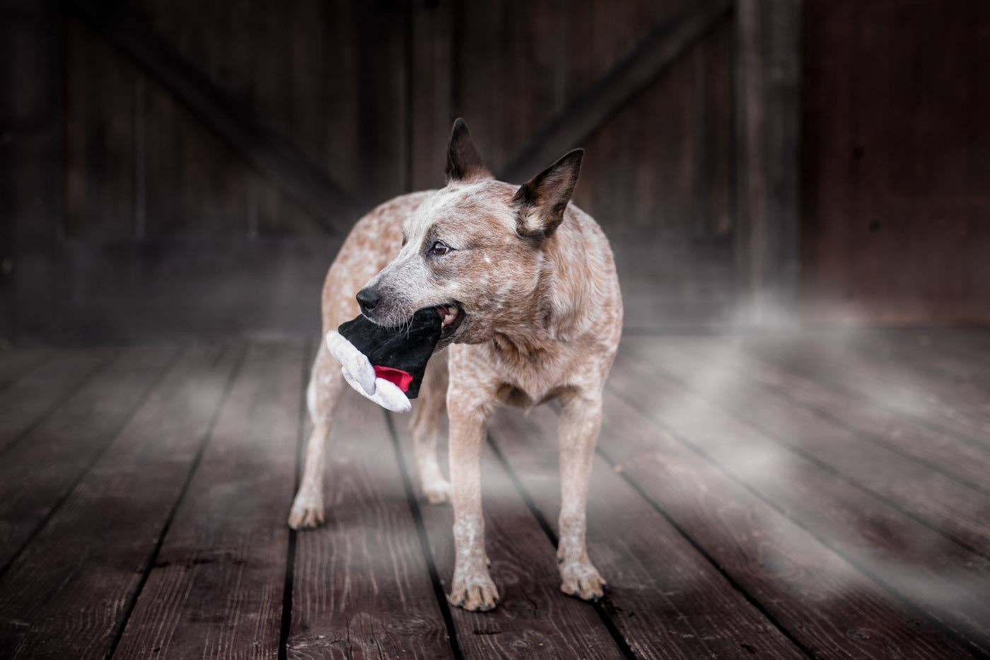 Jouet pour chien en dents de vampire