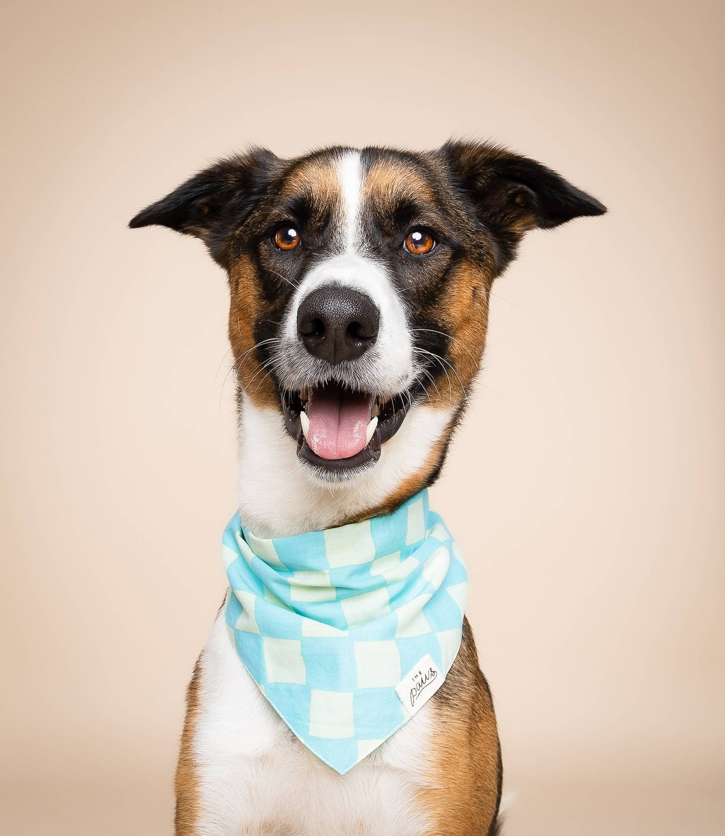 Bandana pour chien Soho - Damier bleu - The Paws