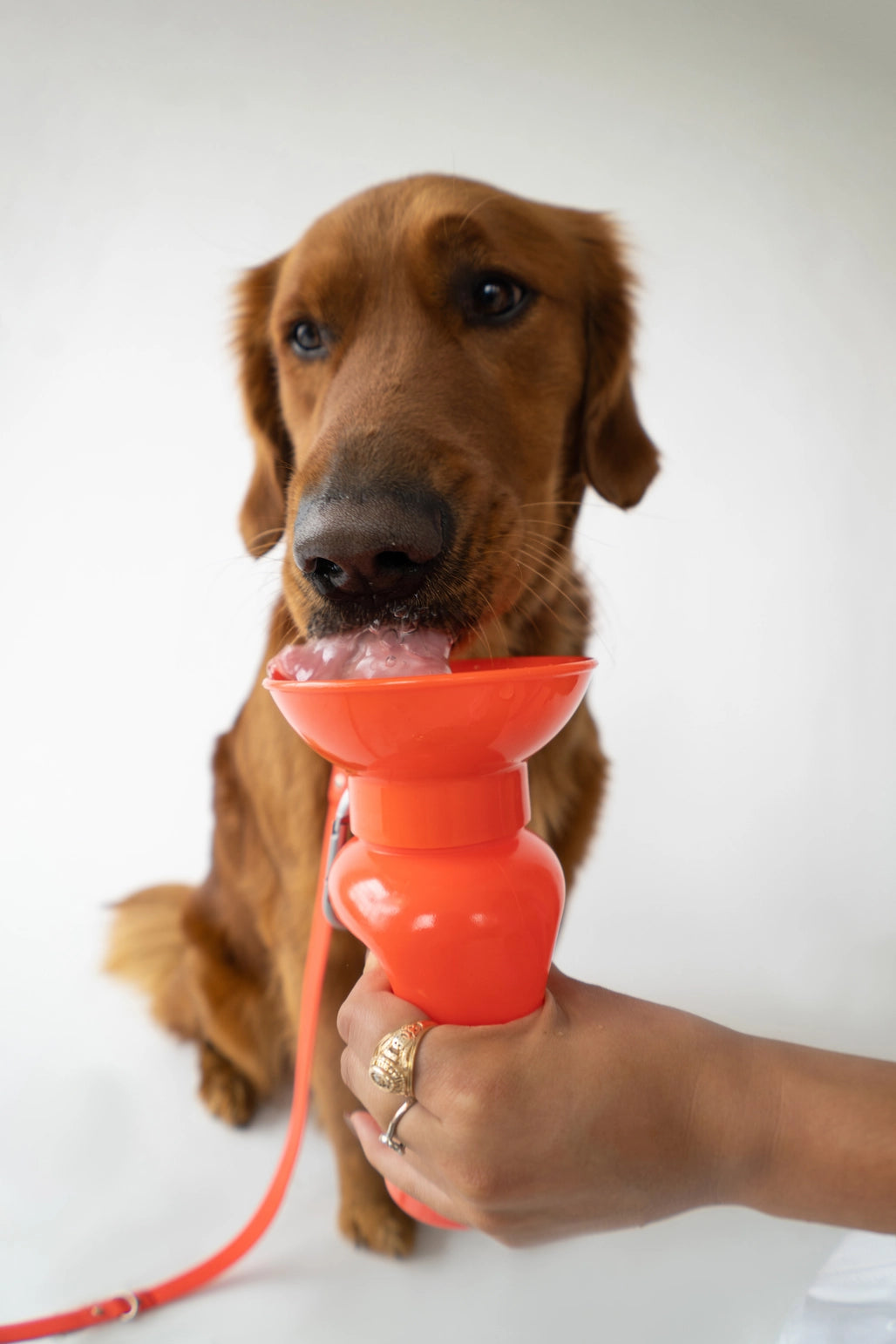 Gourdes de voyage pour chien 22oz