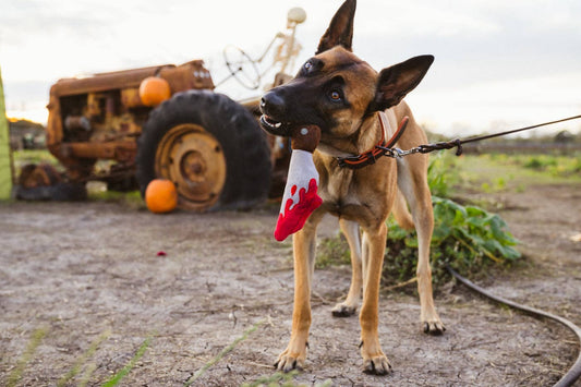Jouet pour chien en forme de couteau d'halloween