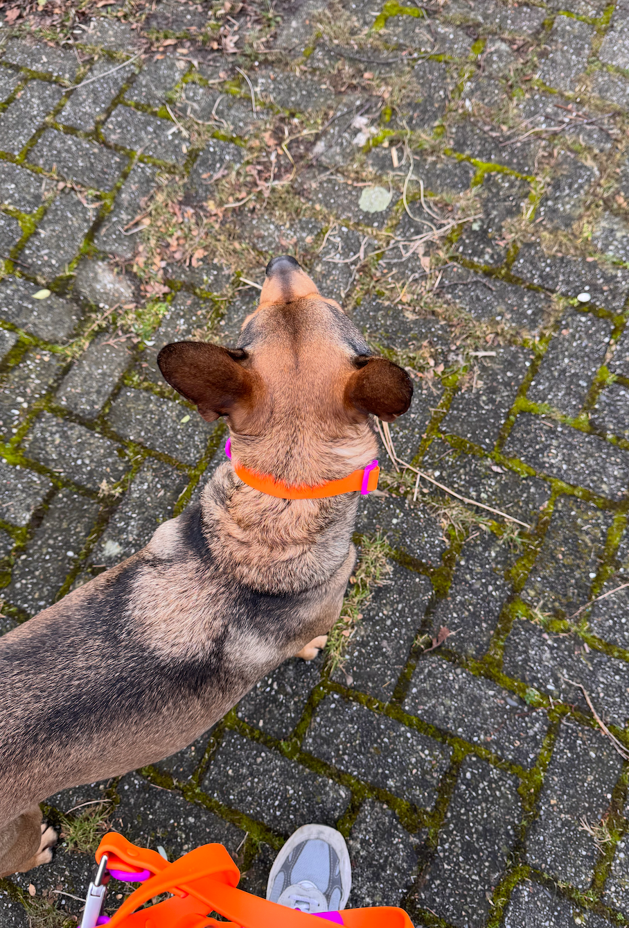 Le Collier pour Chien - Violet & Orange - Approved by Fritz