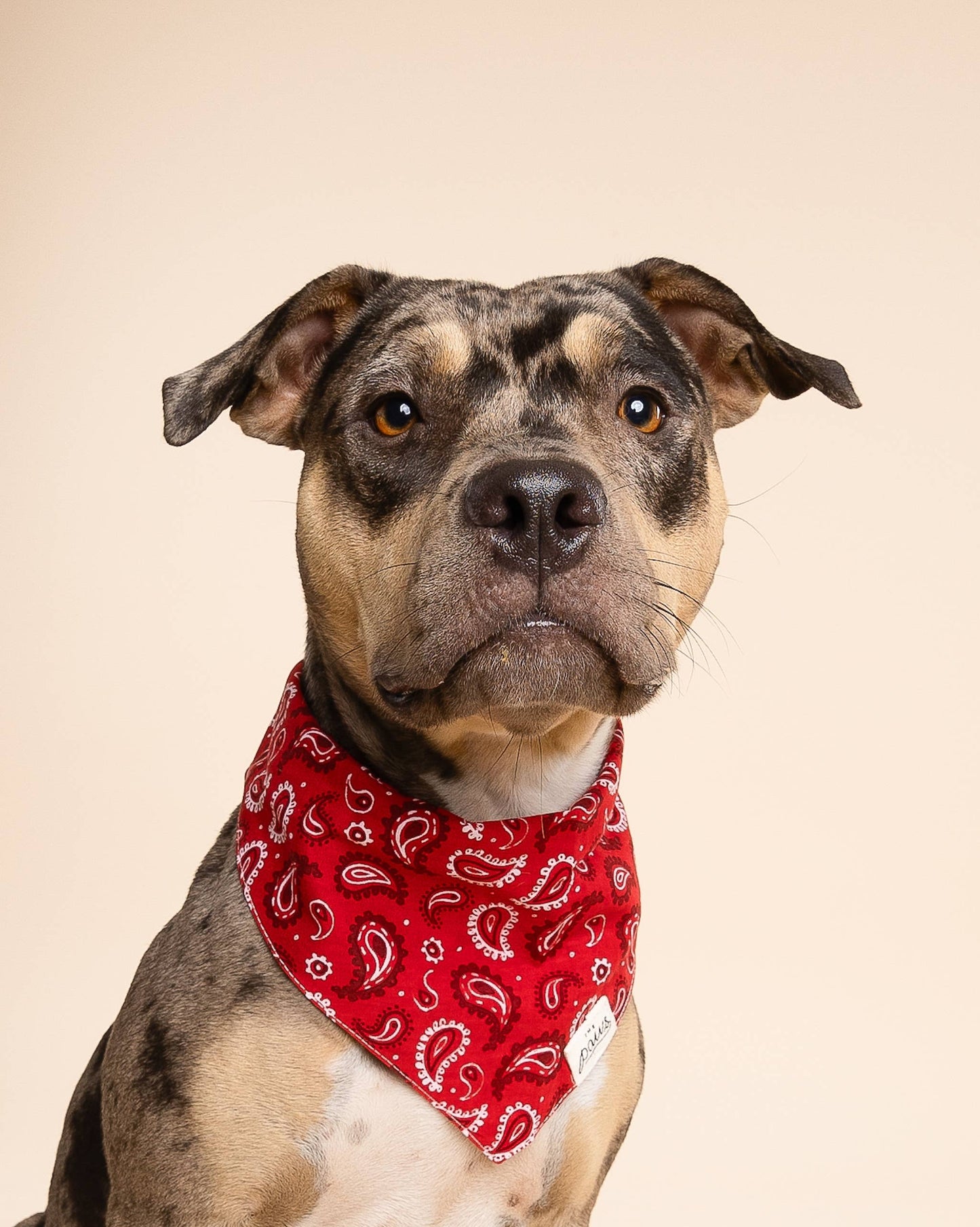 Bandana pour chien de Dallas - Rouge - The Paws
