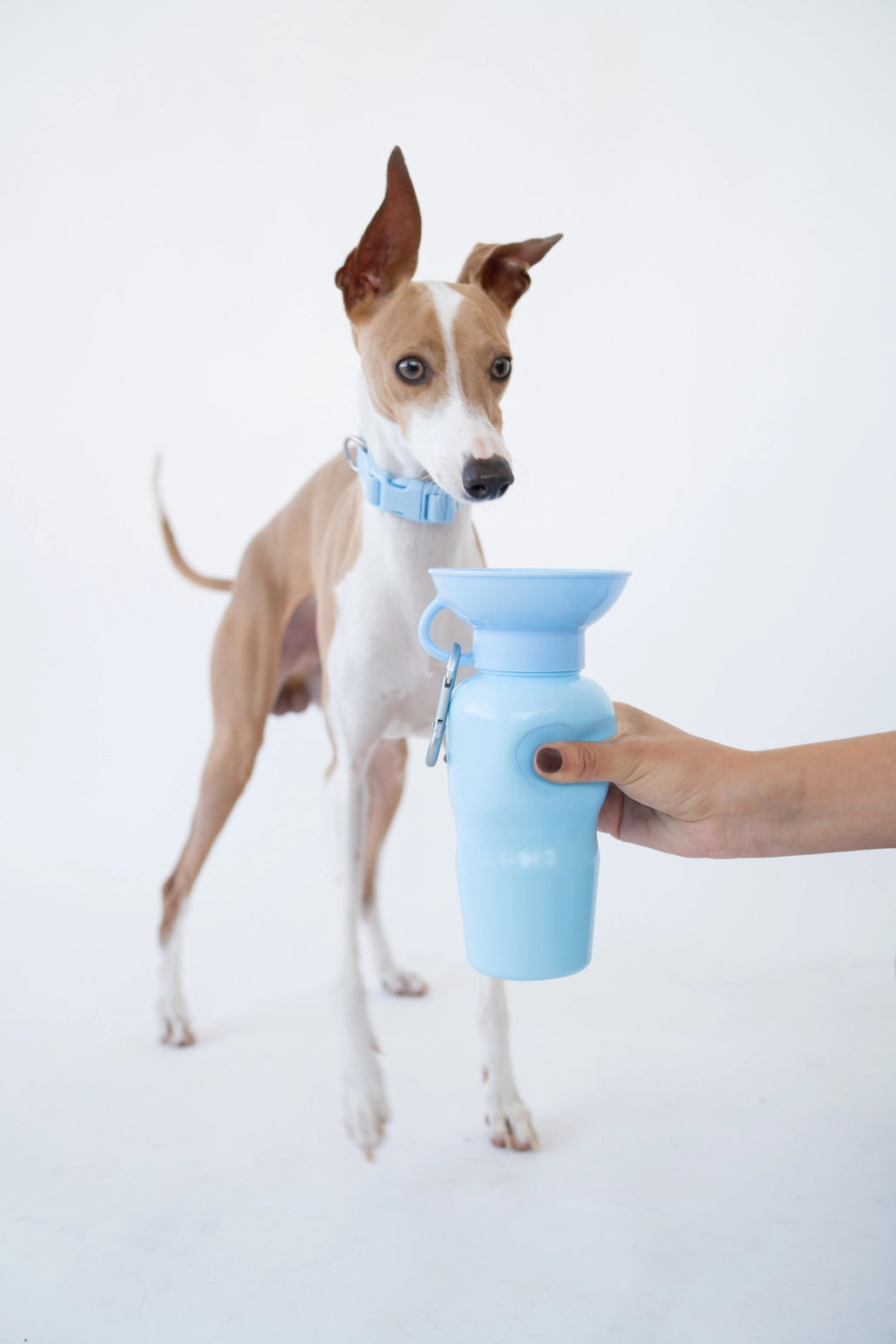 Gourdes de voyage pour chien 22oz