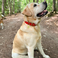 Collier en biothane - Rouge Popdog