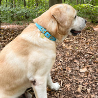 Collier en biothane - bLEU Popdog
