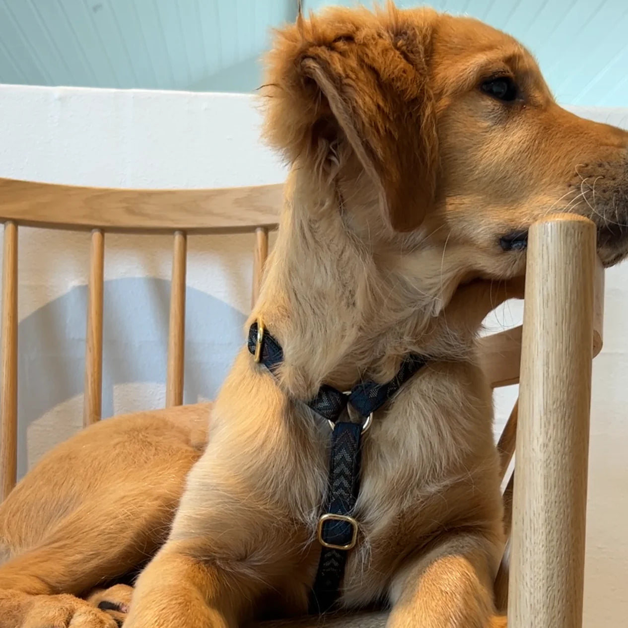 Harnais pour chiens - cortado - Drew's dogwear