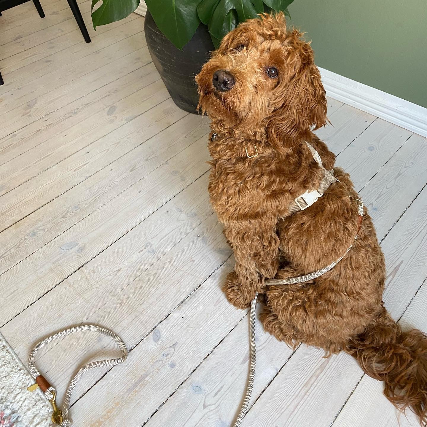 Harnais pour chien Cortado - Brun & beige - Drew's dogwear