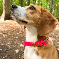 Collier en biothane - rOSE Popdog