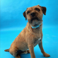 Collier en biothane - bLEU Popdog