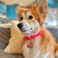 Collier en biothane - rOSE Popdog