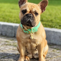Collier en biothane - vERT Popdog