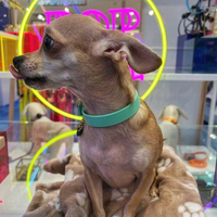 Collier en biothane - vERT Popdog