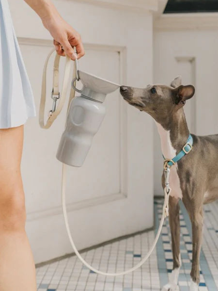 Gourdes de voyage pour chien 22oz