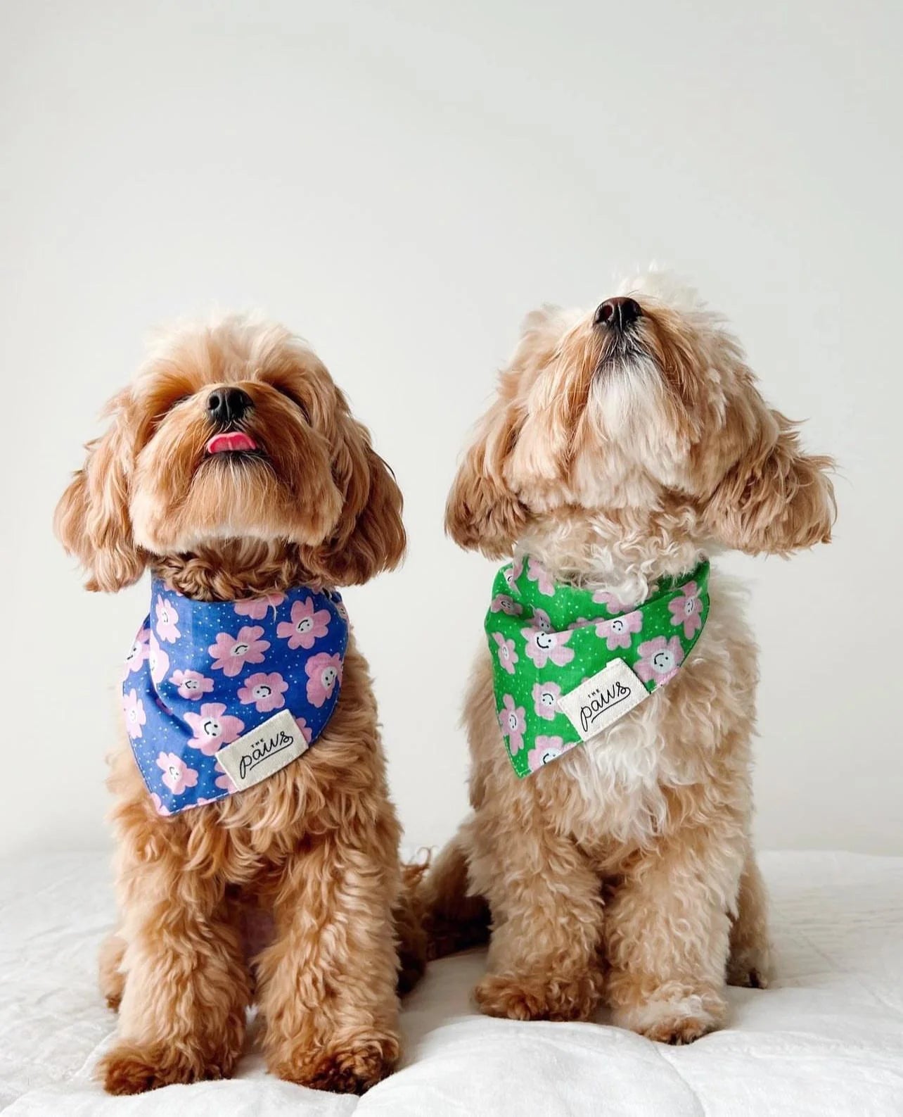 Bandana ZIGGY
