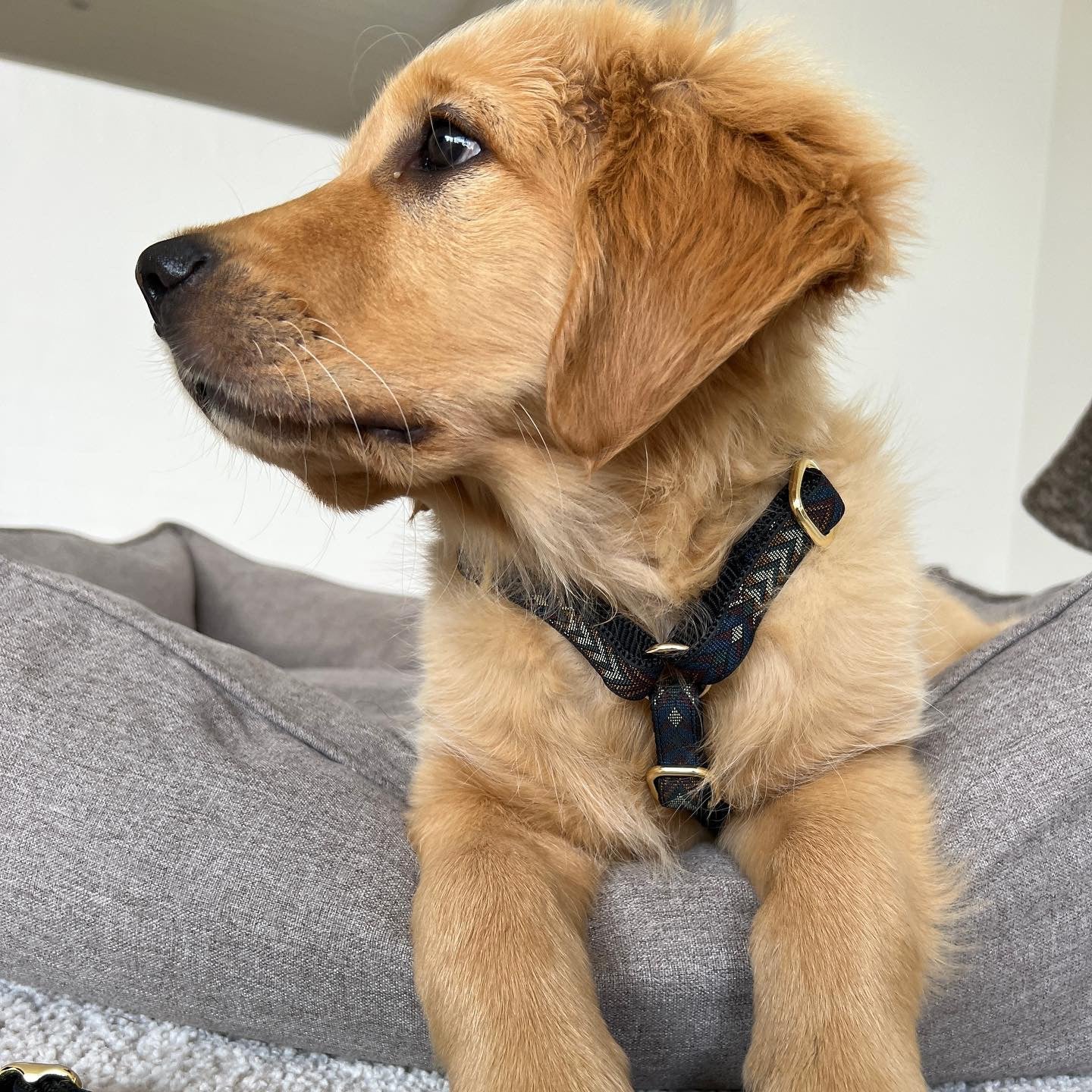 Harnais pour chiens - cortado - Drew's dogwear