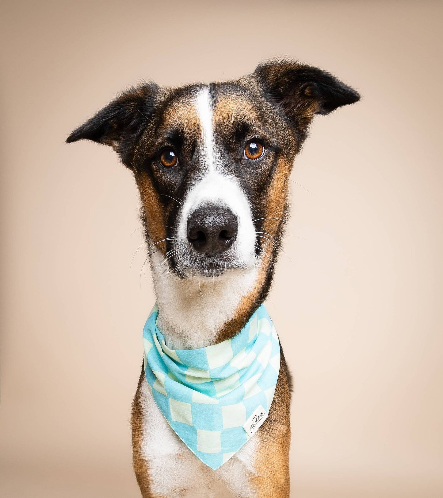 Bandana pour chien Soho - Damier bleu - The Paws