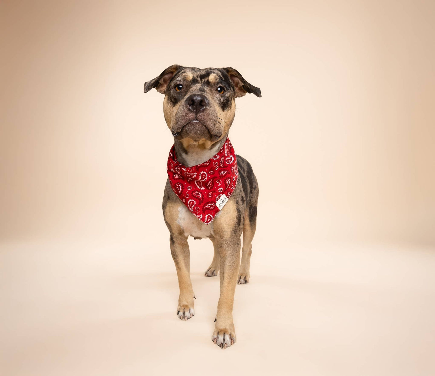 Bandana pour chien de Dallas - Rouge - The Paws