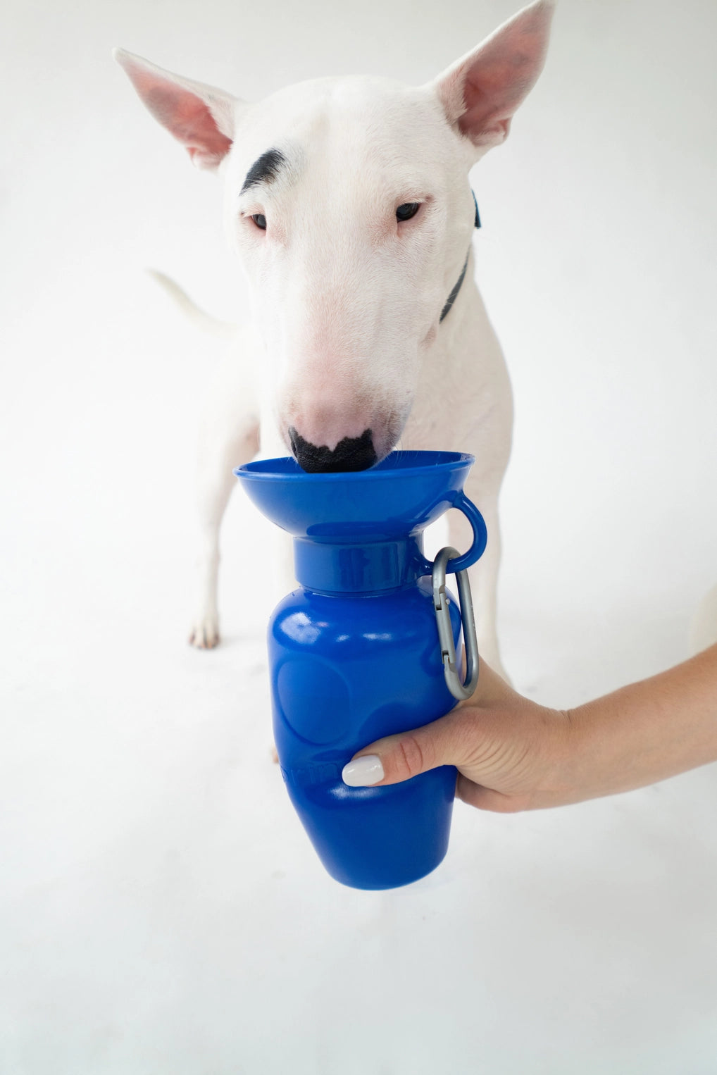 Gourdes de voyage pour chien 22oz