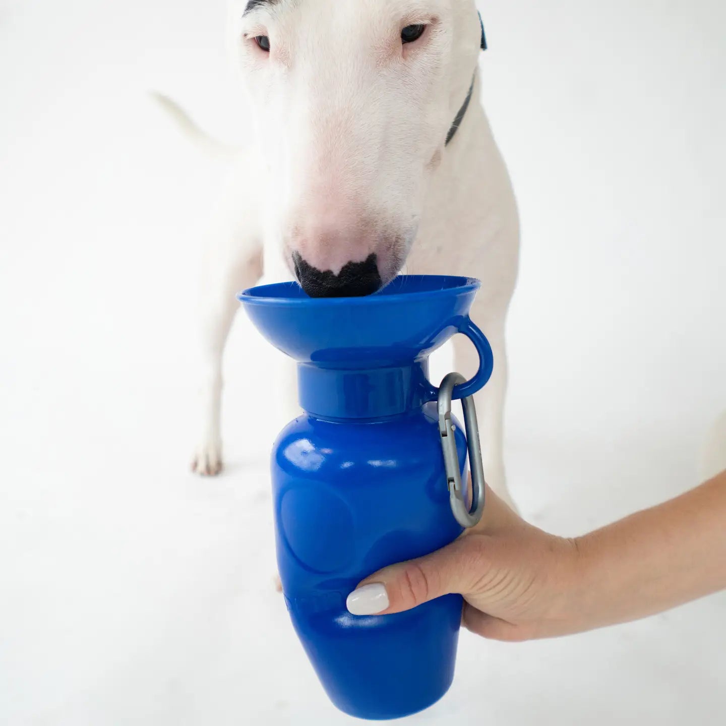 Gourdes de voyage pour chien 22oz