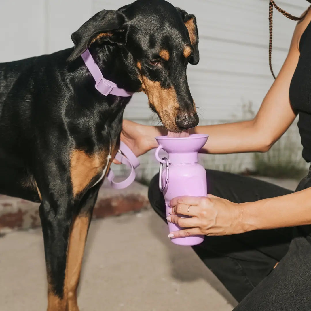 Gourdes de voyage pour chien 22oz