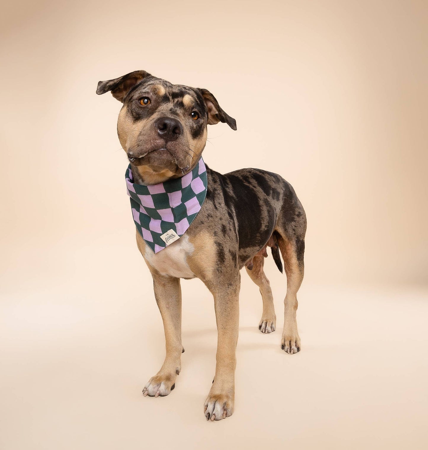 Bandana pour chien de Brooklyn - Damiers vert et violet - The Paws