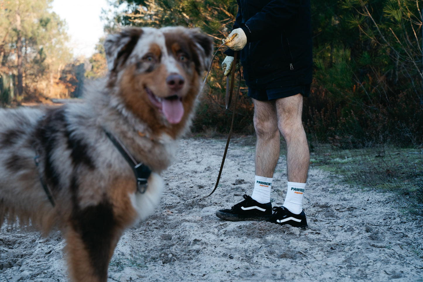 chien en balade, harnais, longe, laisse, bordeaux, gironde, foret