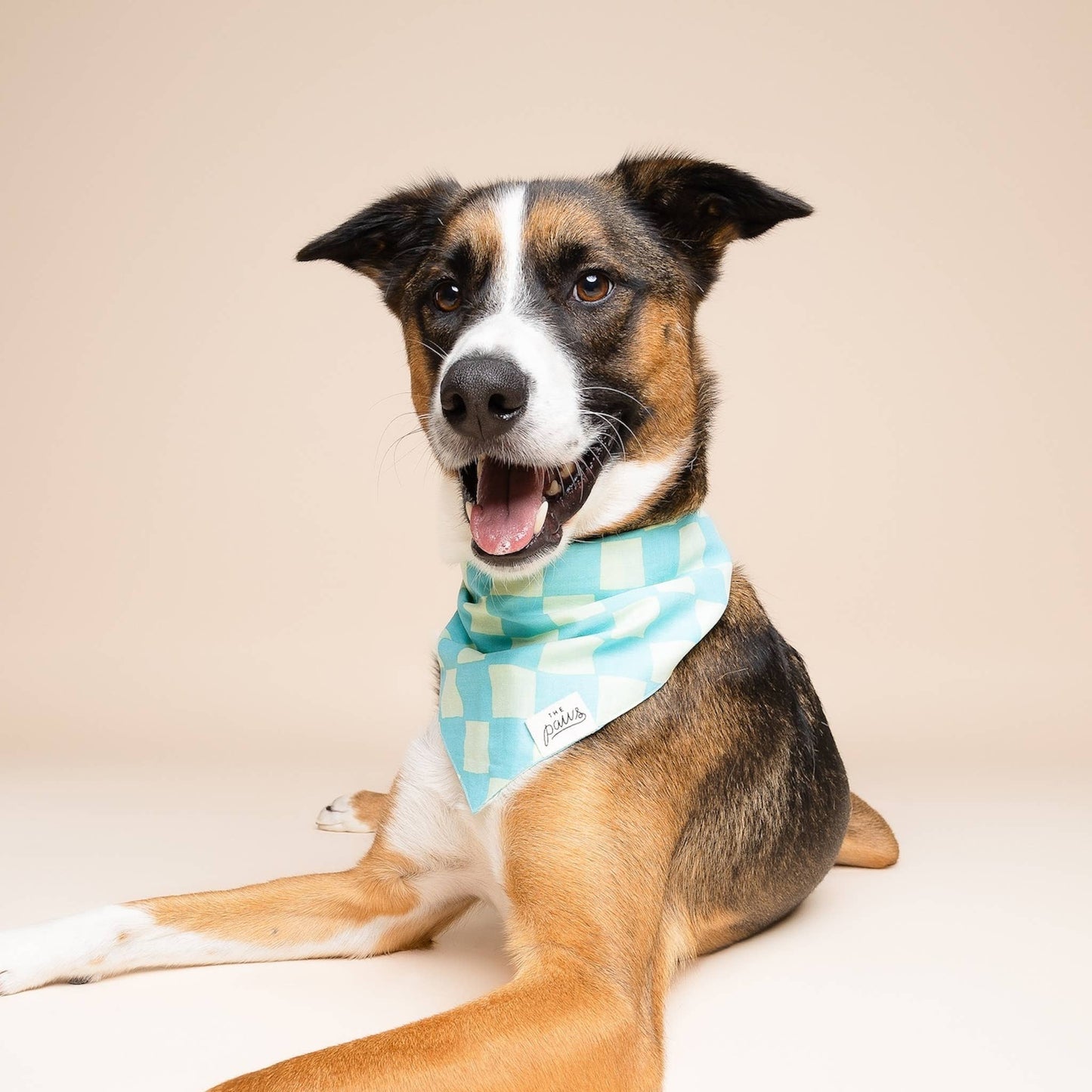 Bandana pour chien Soho - Damier bleu - The Paws