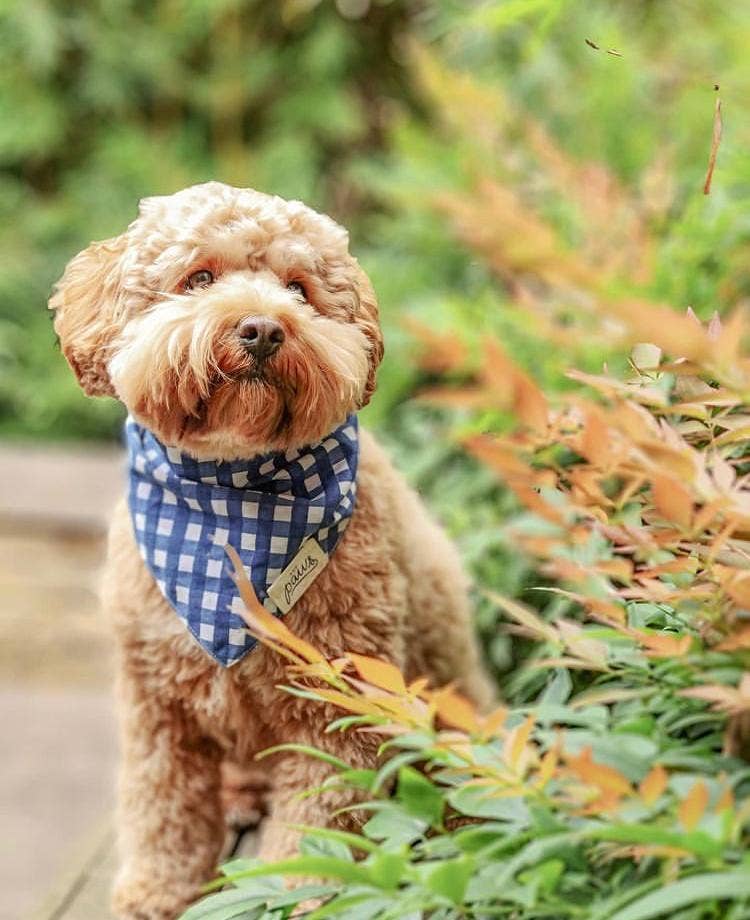 Bandana pour chien classique à carreaux bleu