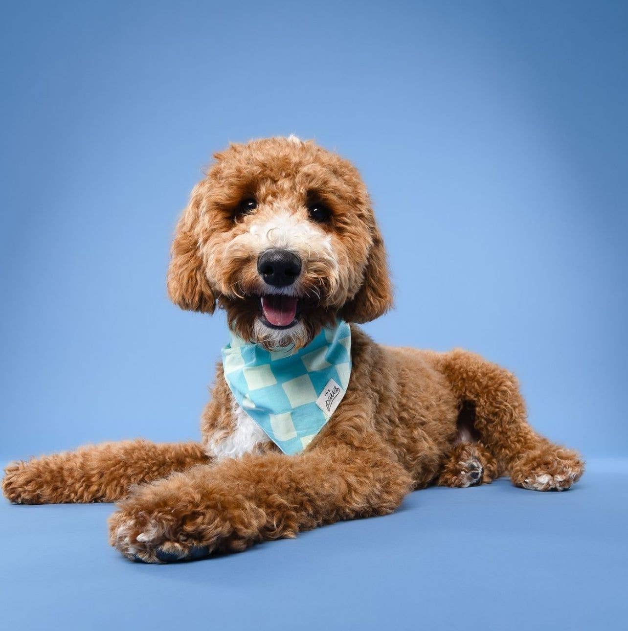 Bandana pour chien Soho - Damier bleu - The Paws