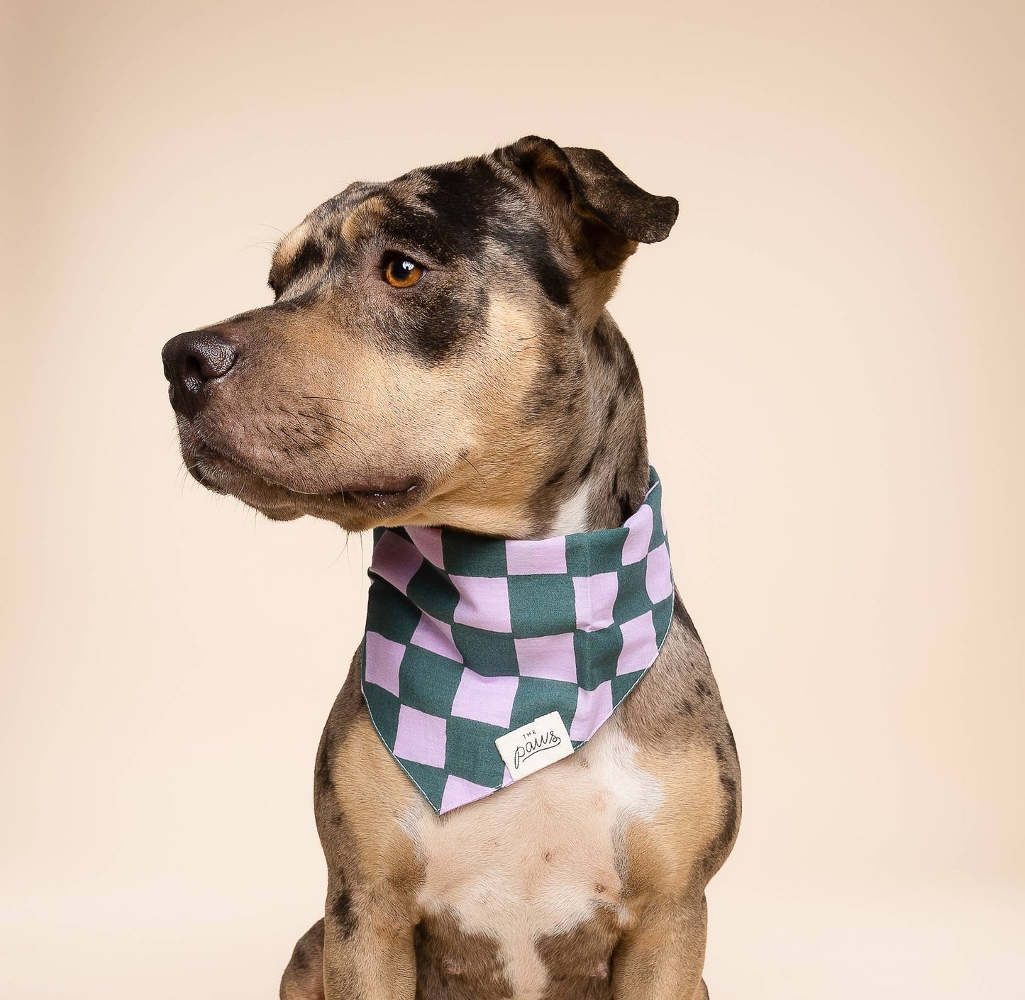 Bandana pour chien de Brooklyn - Damiers vert et violet - The Paws