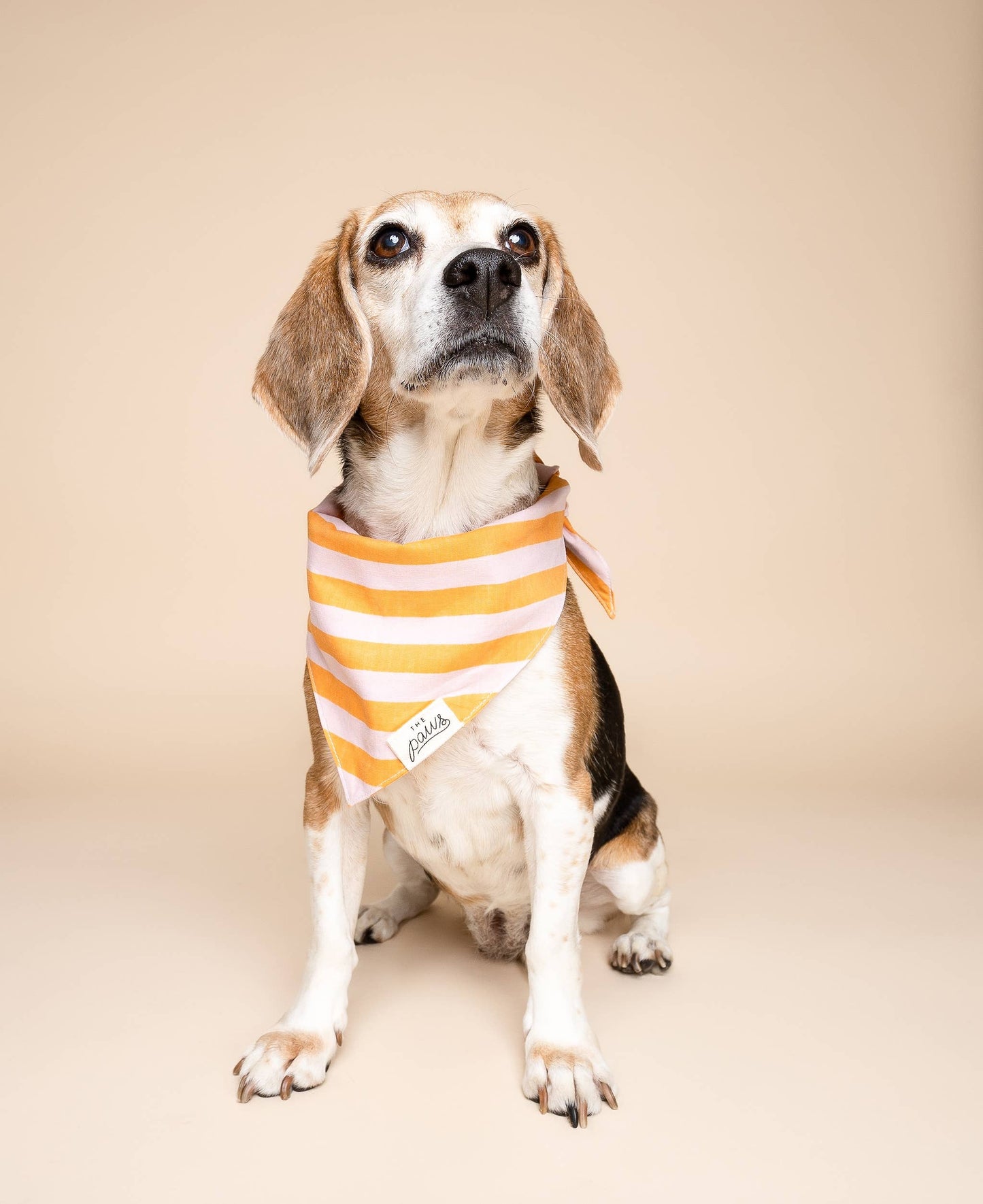Bandana pour chien - Rayé rose et orange - The Paws