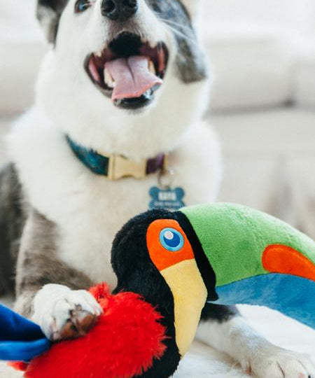 Jouet en peluche pour chien - Fetching Flock - Toucan - Pet PLAY