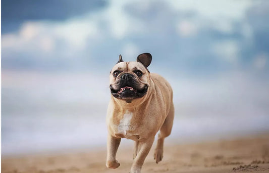 DUCK, UN BOULEDOGUE FRANÇAIS