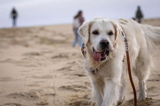 WHISTLER, UN GOLDEN-RETRIEVER