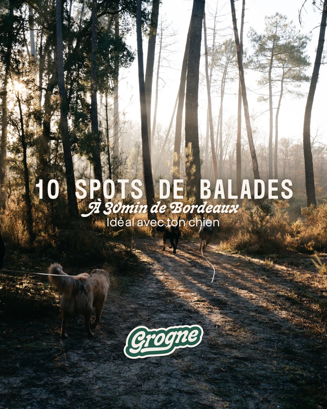 10 spots de balades avec sin chien