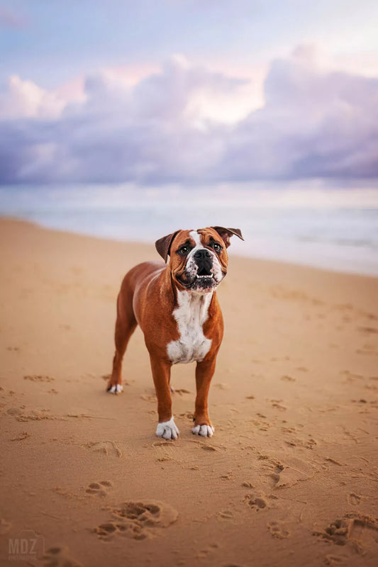 ROXIE, UNE BOULEDOGUE CONTINENTAL