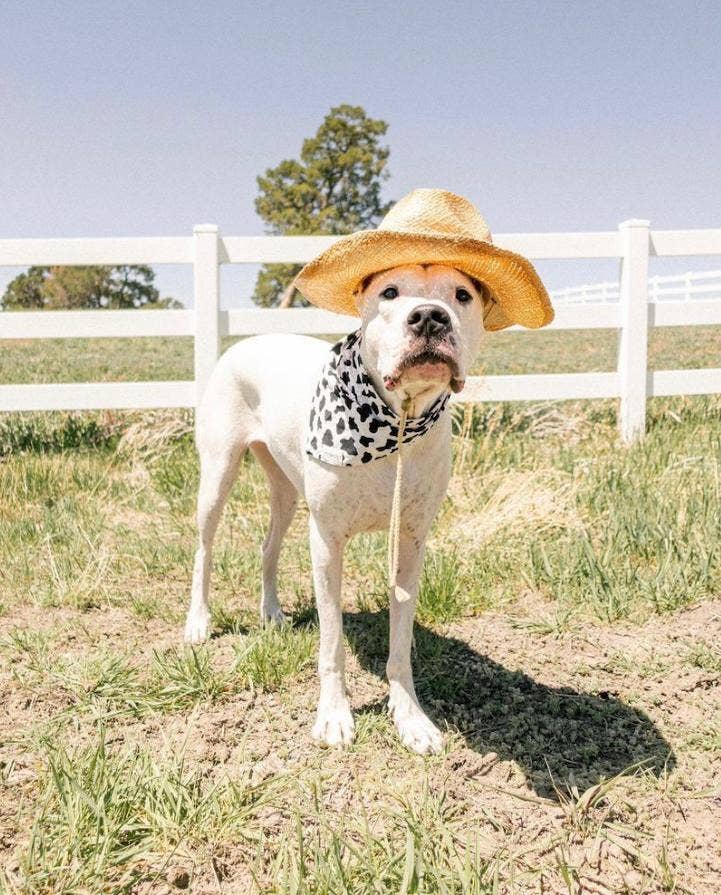 Bandana pour chien Cow Boy