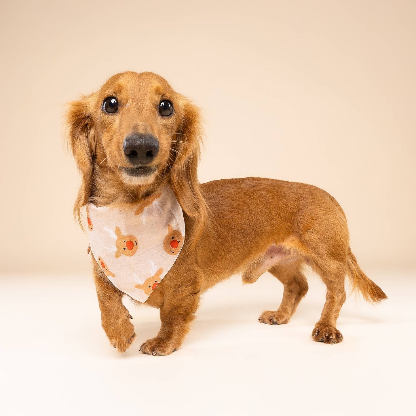 Bandana pour chien -  Renne de Noel - The Paws