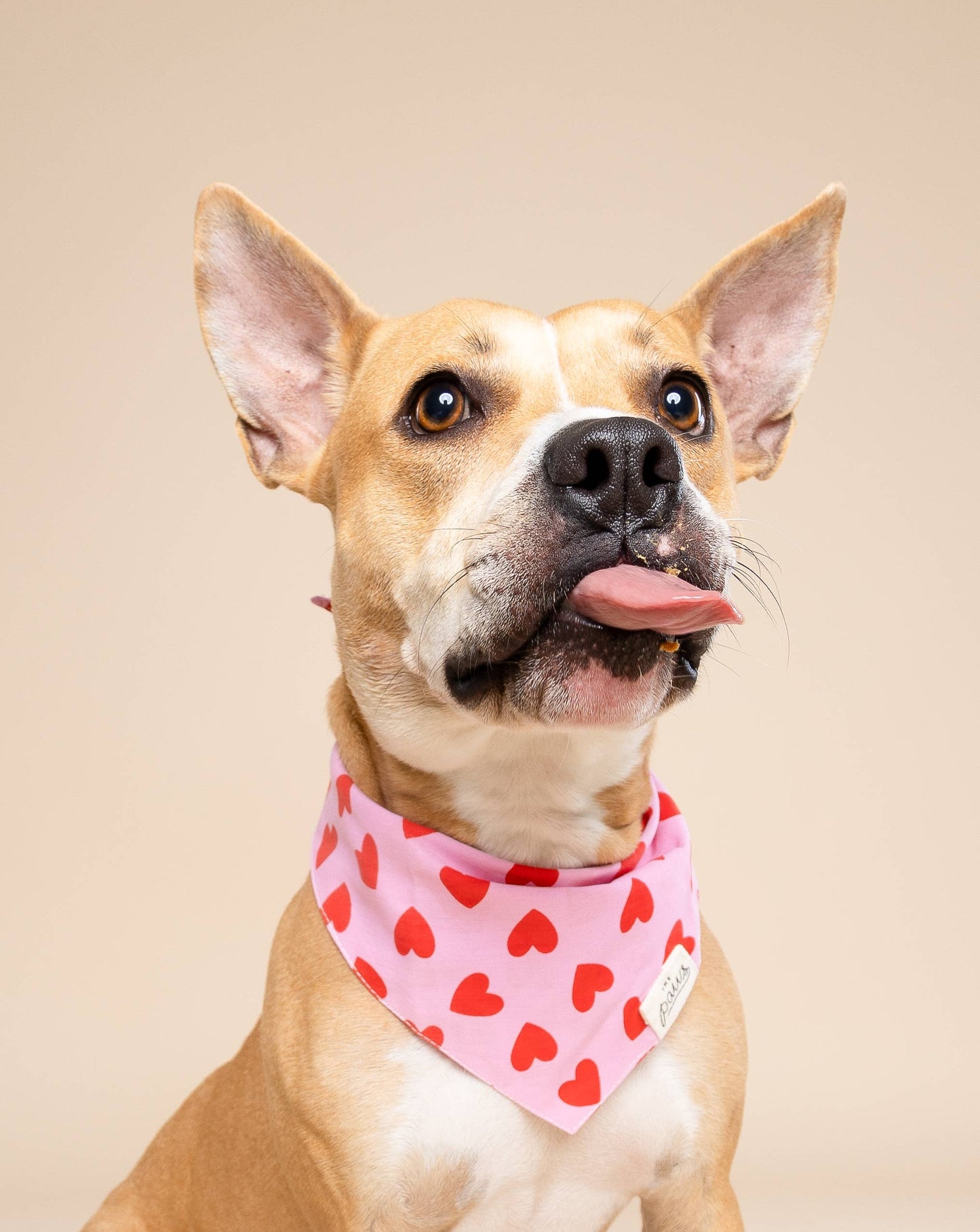 Bandana pour chien - Love story rose & rouge - The Paws