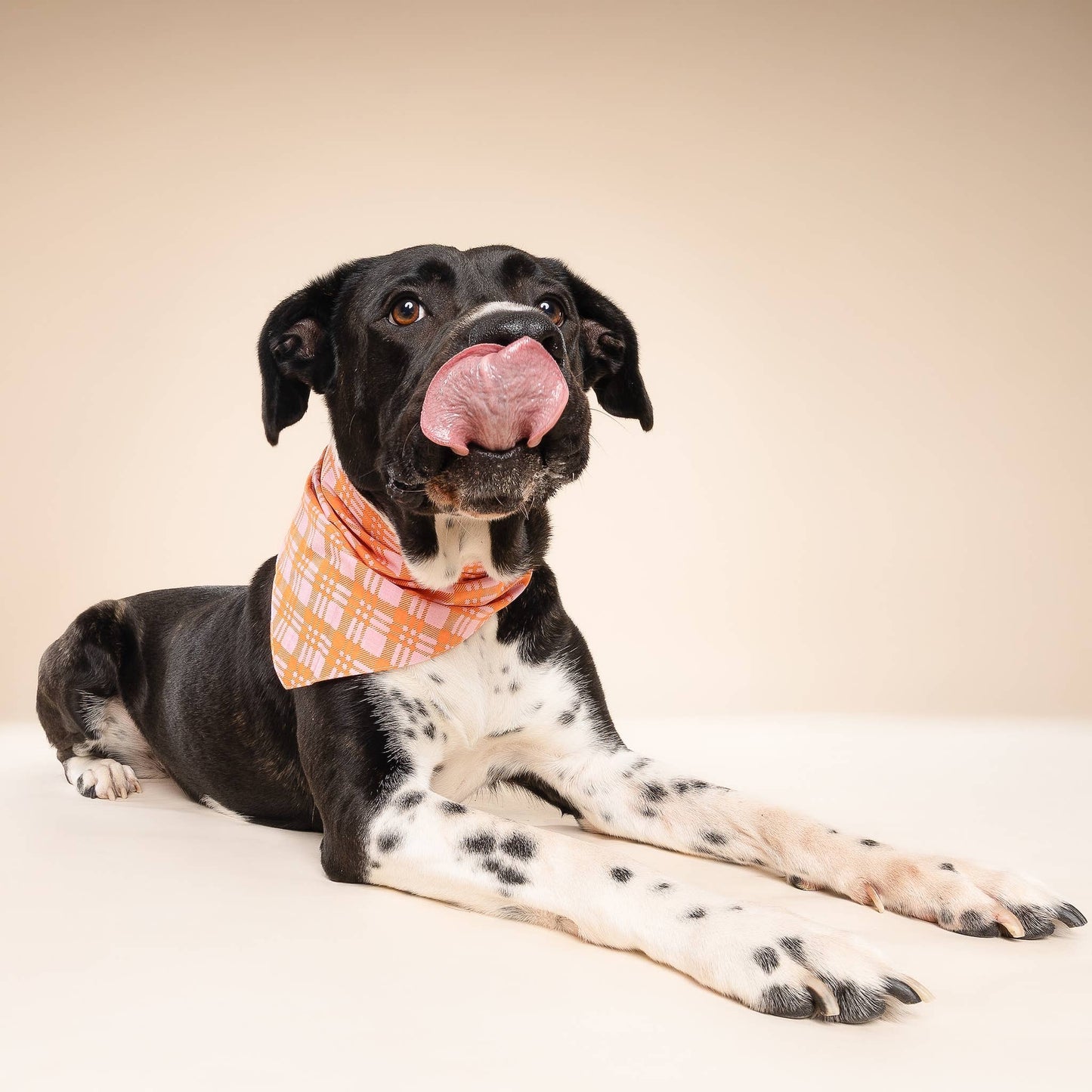 Bandana pour chien Stevie -  The Paws