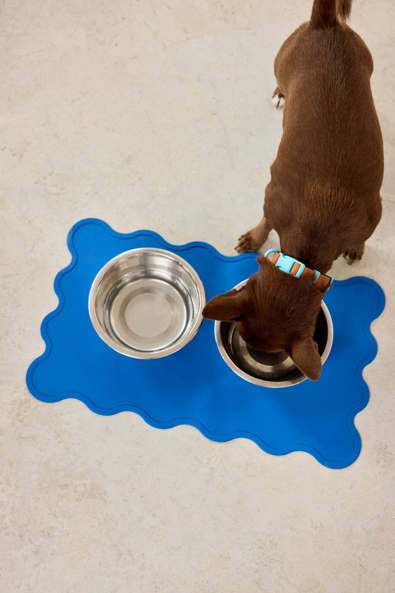 LE COLLIER POUR CHIEN - chocolat & BLEU - APPROVED BY FRITZ