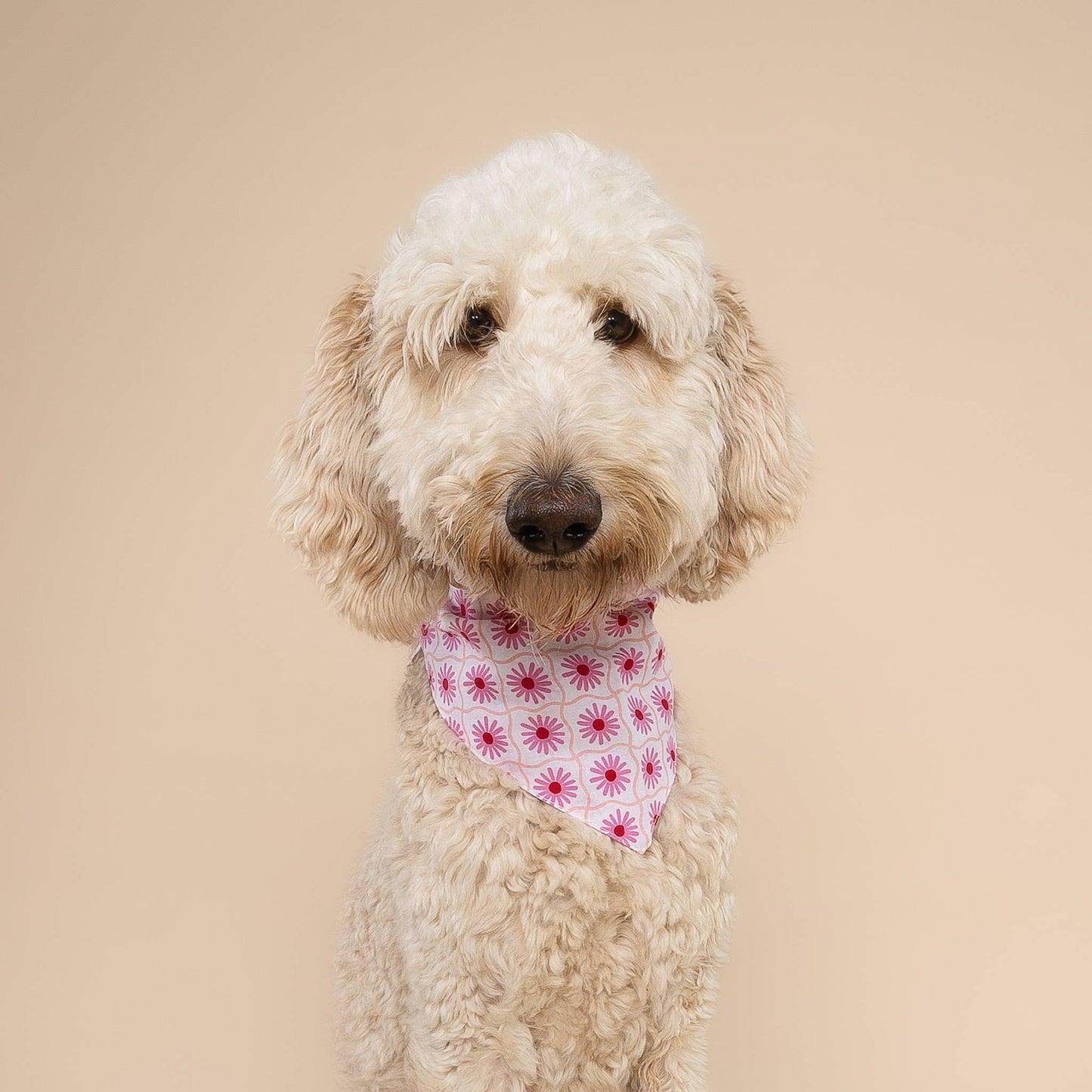 Bandana pour chien Poppy - Fleures rose - The Paws