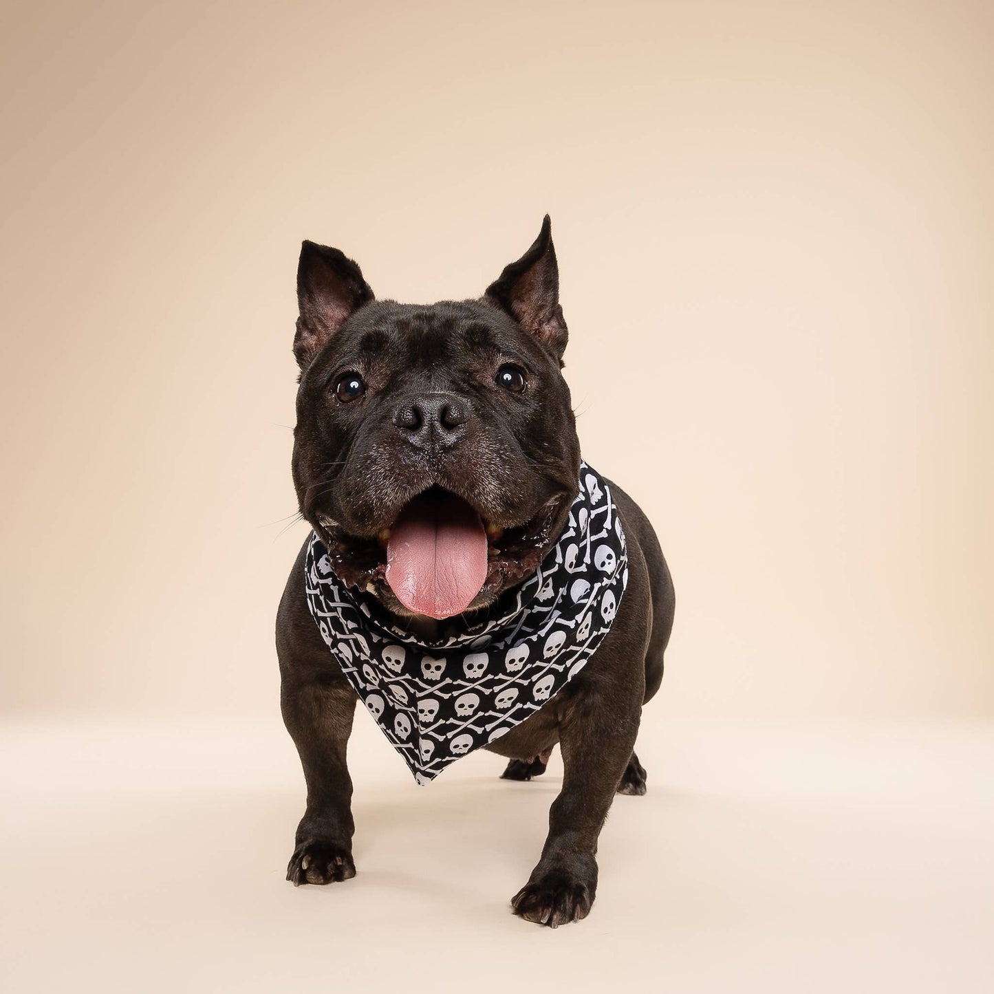 Bandana pour chien - Pirate - The Paws