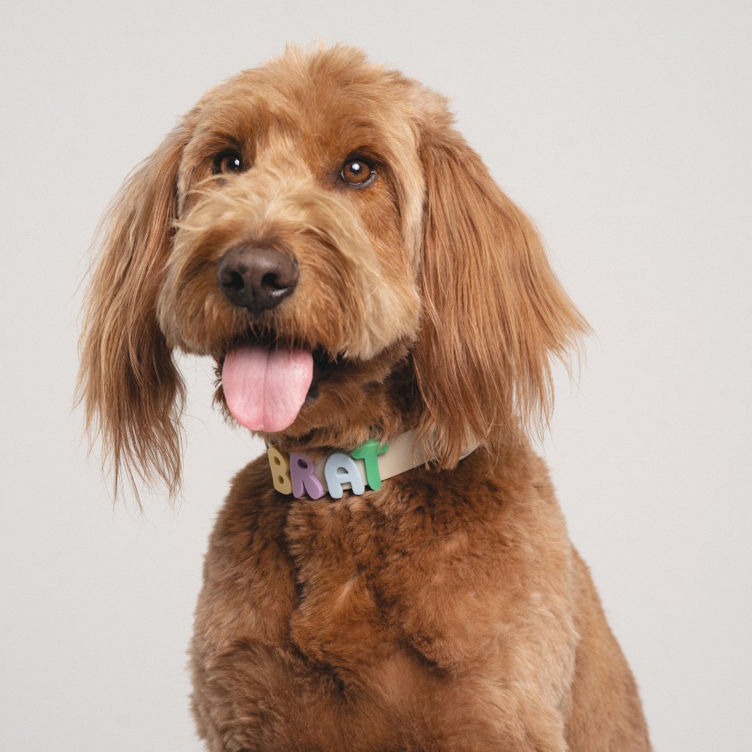 CHARMS POUR CHIENS EN SILICONE - VERT - SPRINGERLAND PETS